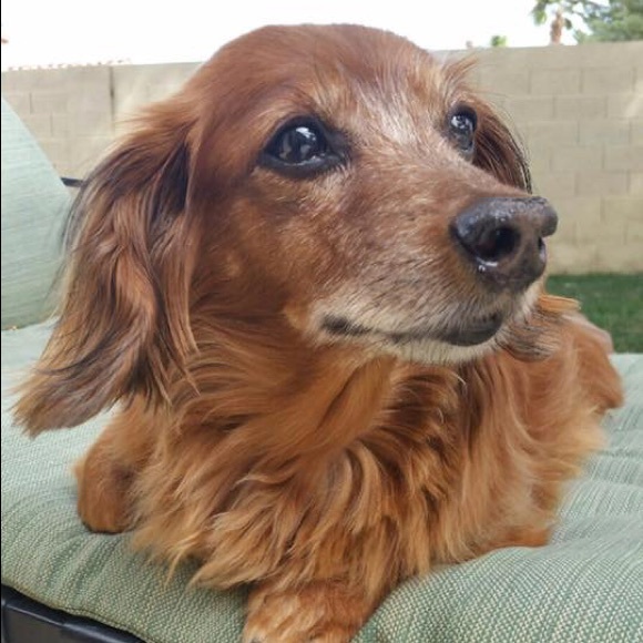 Meet your Posher, Melissa - Picture 4 of 5